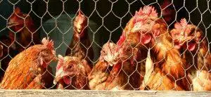 What You Need In Your Chicken Coop