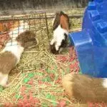 What Toys Do Guinea Pigs Like To Play With?