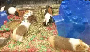 What do guinea pigs like to play with?
