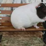 What Is Bumblefoot? Causes, Treatment & Prevention Guide