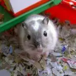 How Big Should a Gerbil Cage Be?