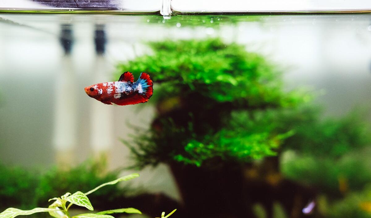 What Temperature Should A Fish Tank Be? Petz