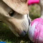 15 Things to Put in a Dog Kong