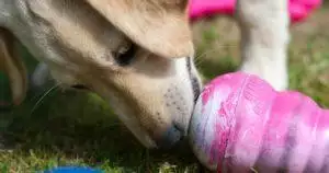 15 Things to Put in a Dog Kong