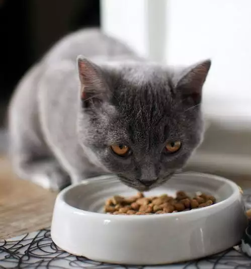 Which material for a cat food bowl