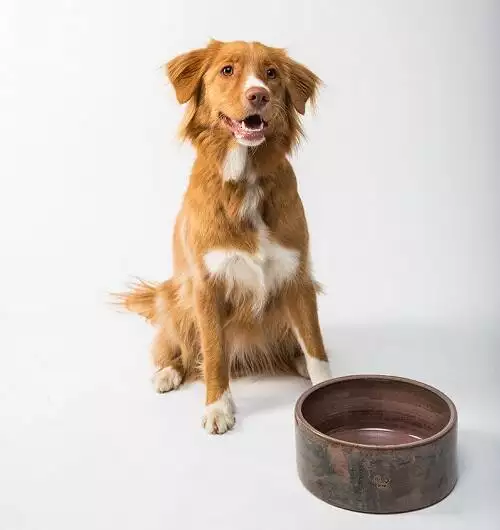 Dog sitting behind a ceramic dog bowl