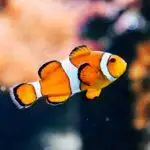 Recommended Fish Products