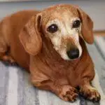 Adopt A Senior Pet Month: Reasons To Give A Pet A Second Chance
