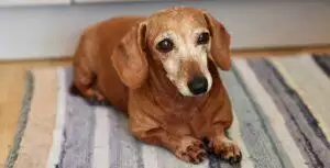 Adopt A Senior Pet Month: Reasons To Give A Pet A Second Chance