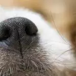 Why Do Dogs Sniff?