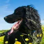 Why Does My Dog Eat Grass?