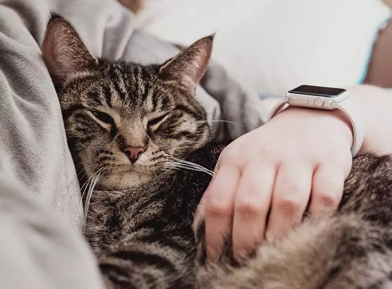 Why cats sit on laps