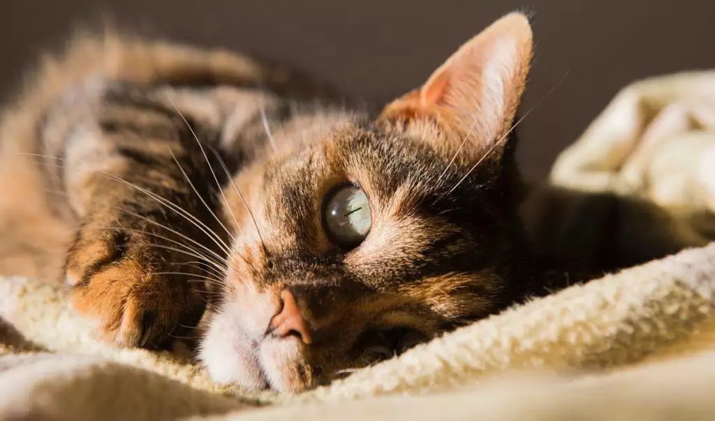 A cat in the warm sun