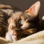 Why Do Cats Like Warmth?