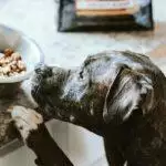 Why Is My Dog Always Hungry?