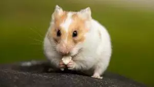 Why Is My Hamster Shaking