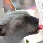 Why Won’t My Cat Drink Water? Tips And Solutions