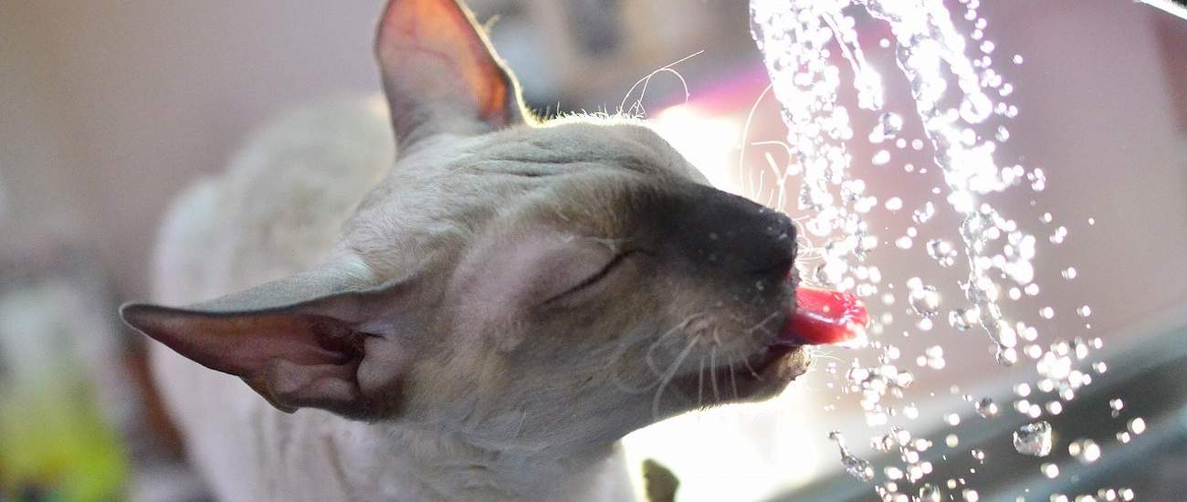 Why Won’t My Cat Drink Water? Tips And Solutions Petz