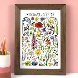 Wildflowers Of Britain Wildlife Watercolour Print