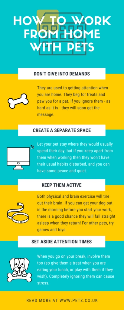 How to work from home when pets bothering you