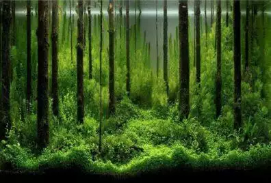 YOUTHINK Fish Tank Forest Decorative Poster