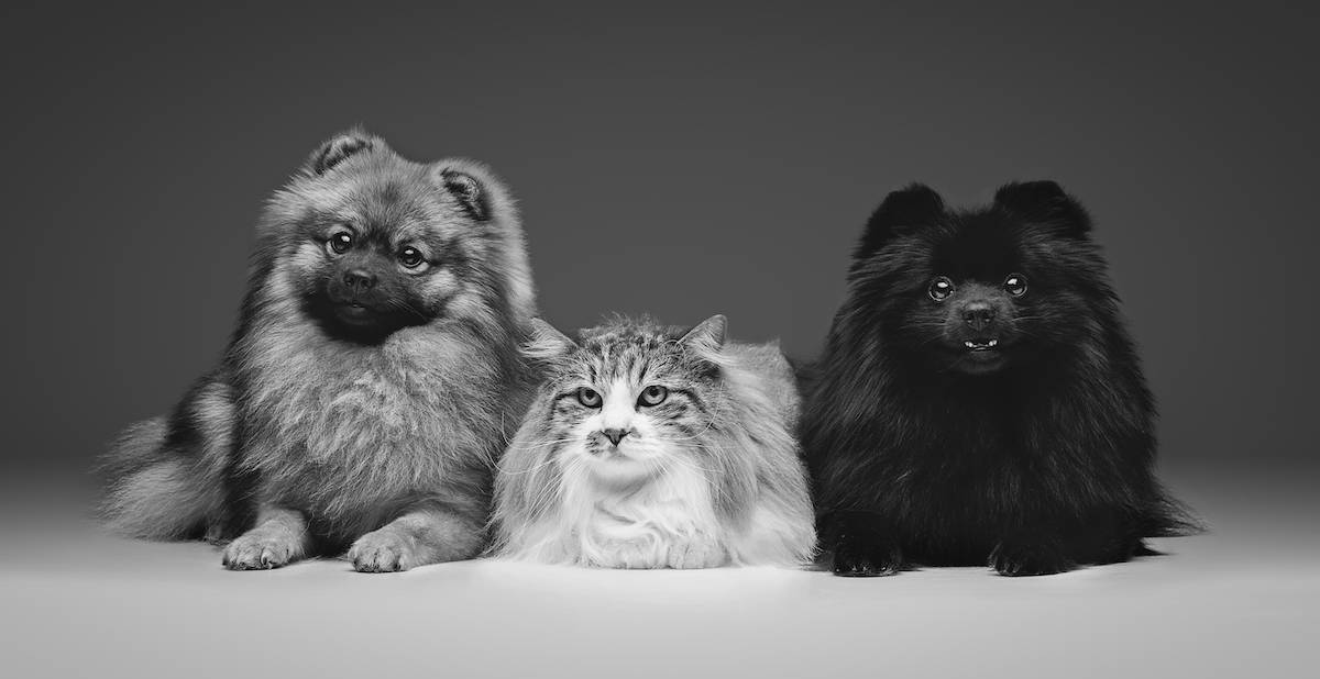 About Petz.co.uk - Petz