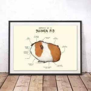 Anatomy of A Guinea Pig Print