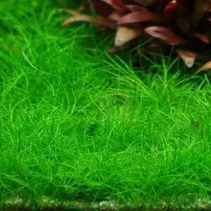 Tropica Eleocharis Acicularis 'Mini'