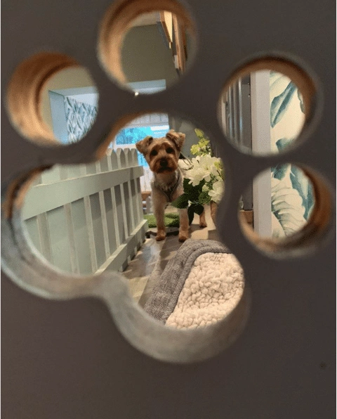 barkdales dog pampering