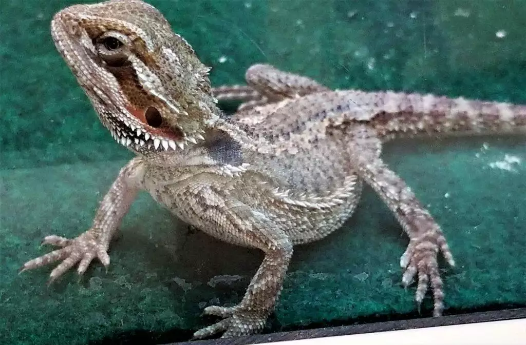 Bearded Dragon