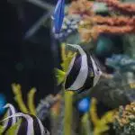 Aquarium Heaters