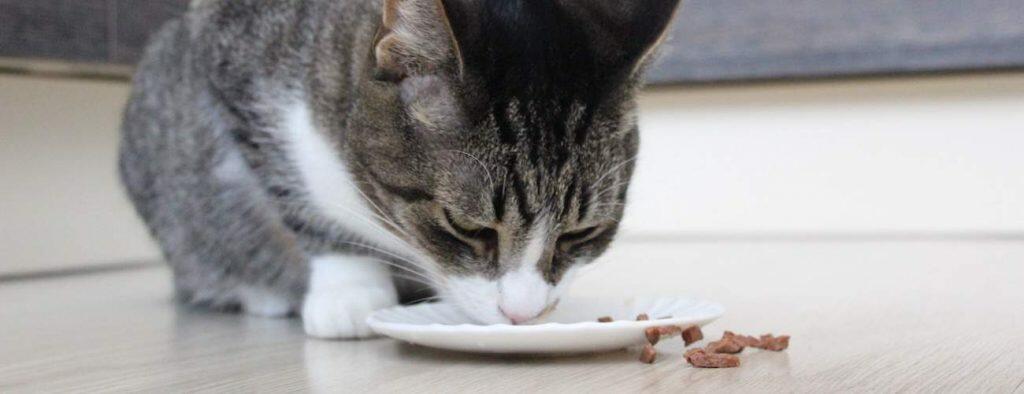 best automatic cat feeders dish