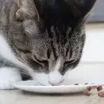 Best Automatic Cat Feeders UK 2026: Smart, Microchip & Wet Food Models