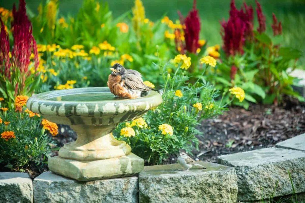 best bird baths