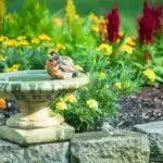 Outdoor Bird Baths