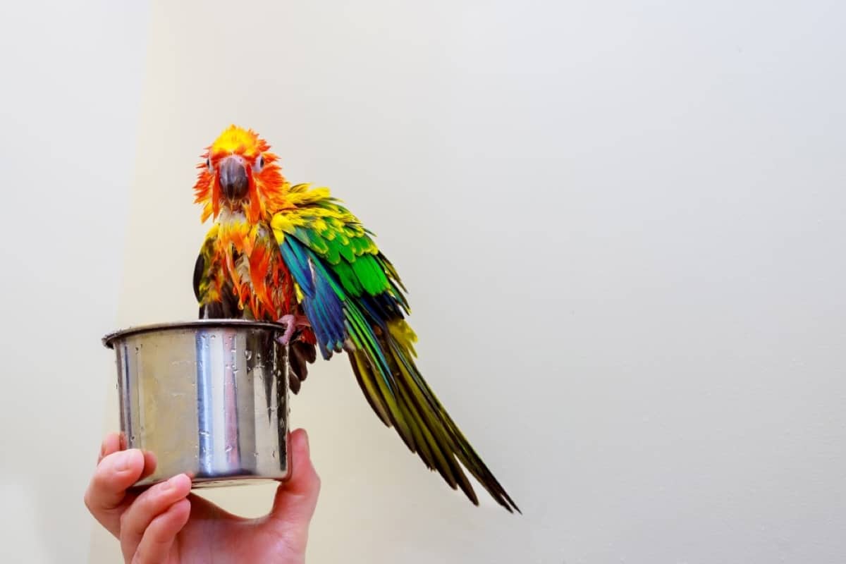 Best Birdbaths For Cages Reviewed for 2022 Petz