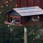 Bird Tables
