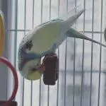 Best Budgie Toys UK 2026: Safe Enrichment, Foraging & What Budgies Actually Like