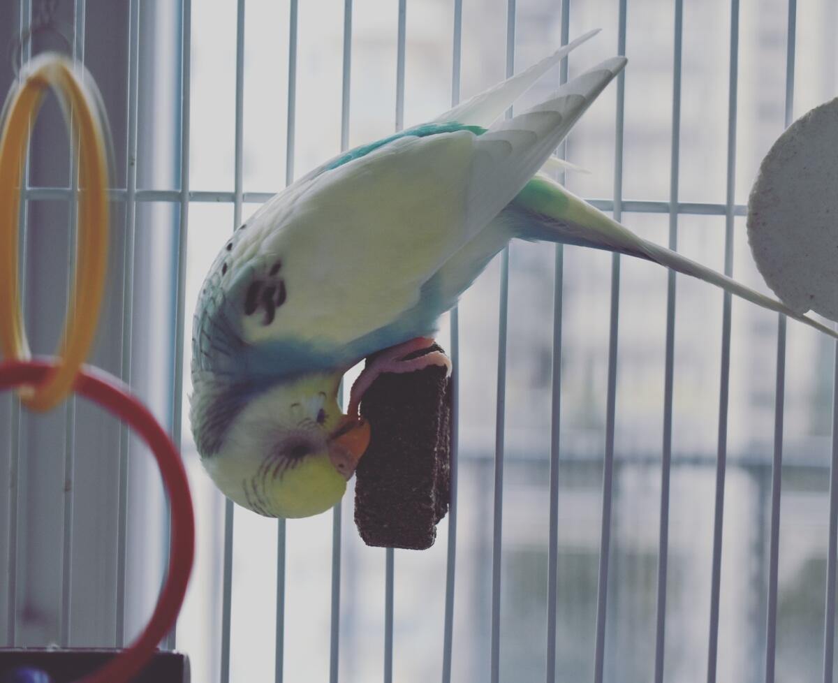 Best Budgie Toys Reviewed for 2022 Petz