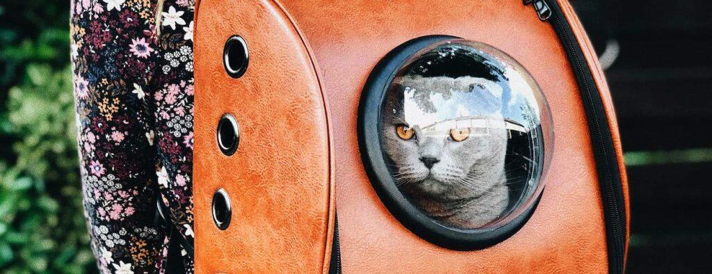 best cat backpack rucksack carrier