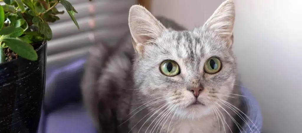 best cat bed reviews