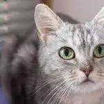 Best Cat Beds UK 2026: Igloo, Cave, Heated & Donut Reviewed