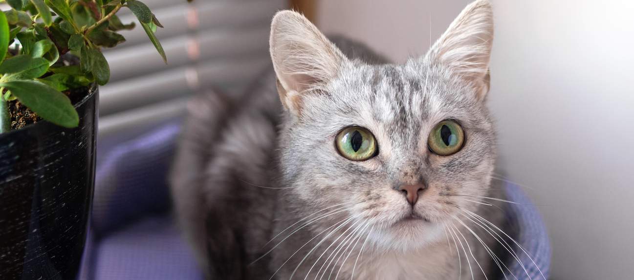 Best Cat Beds Reviewed for 2022 Petz