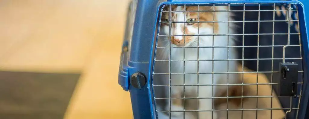 best cat carrier for travel vets