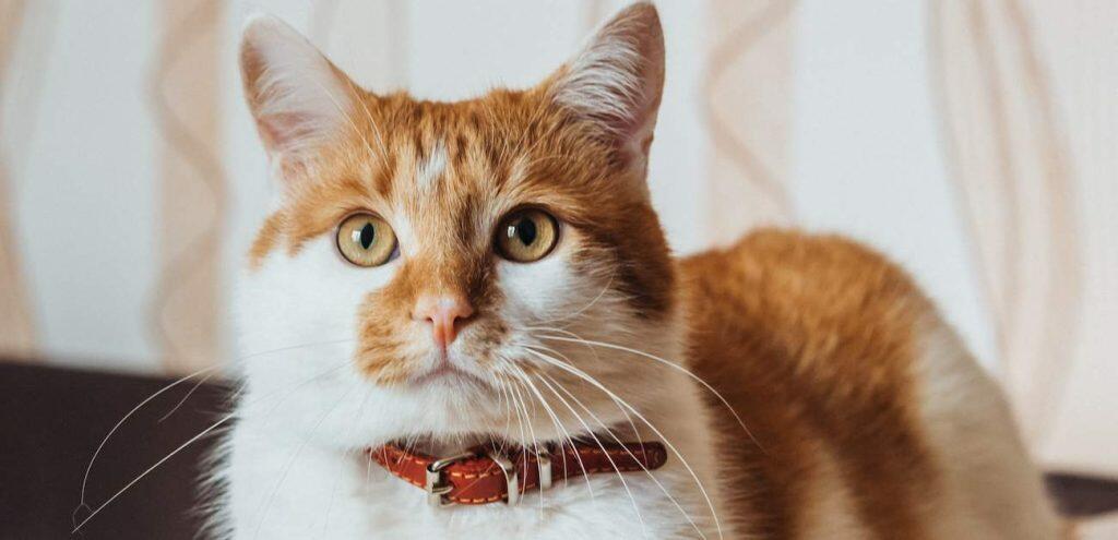 best cat collar