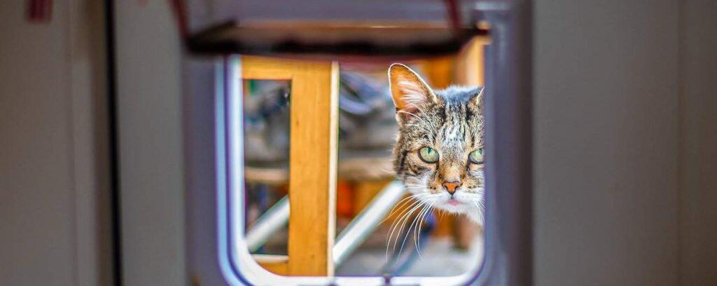 best cat flap for doors windows microchips