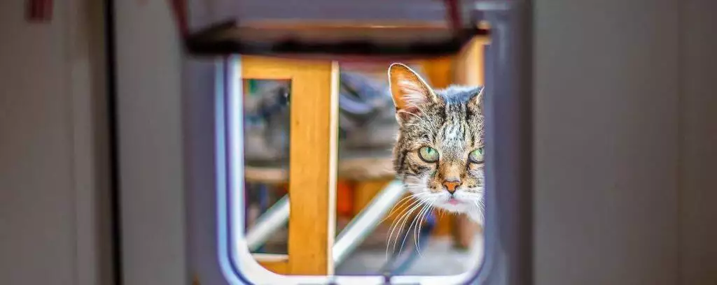 best cat flap for doors windows microchips