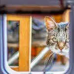 Best Cat Flaps UK 2026: Microchip, Smart & Manual Reviews