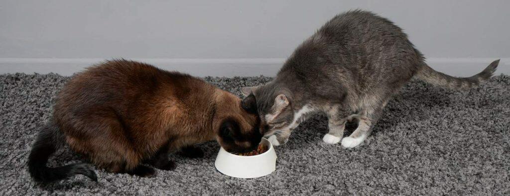 best cat food bowl for feeding