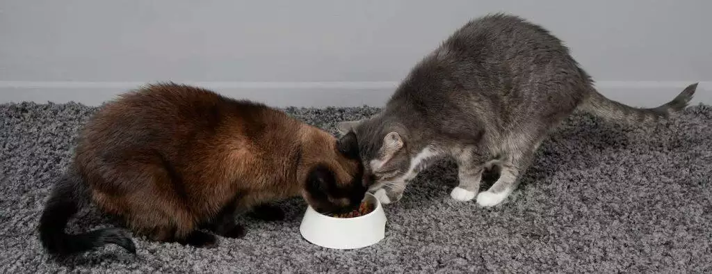 best cat food bowl for feeding